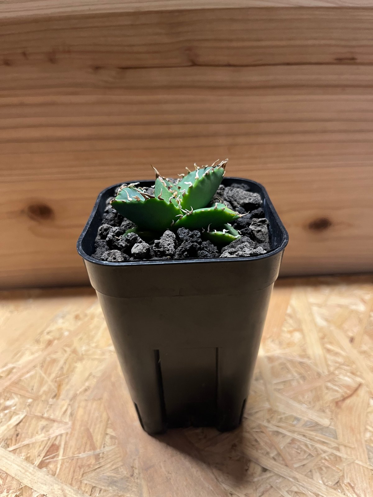 アガベ チタノタ オアハカ | GREEN LUCK