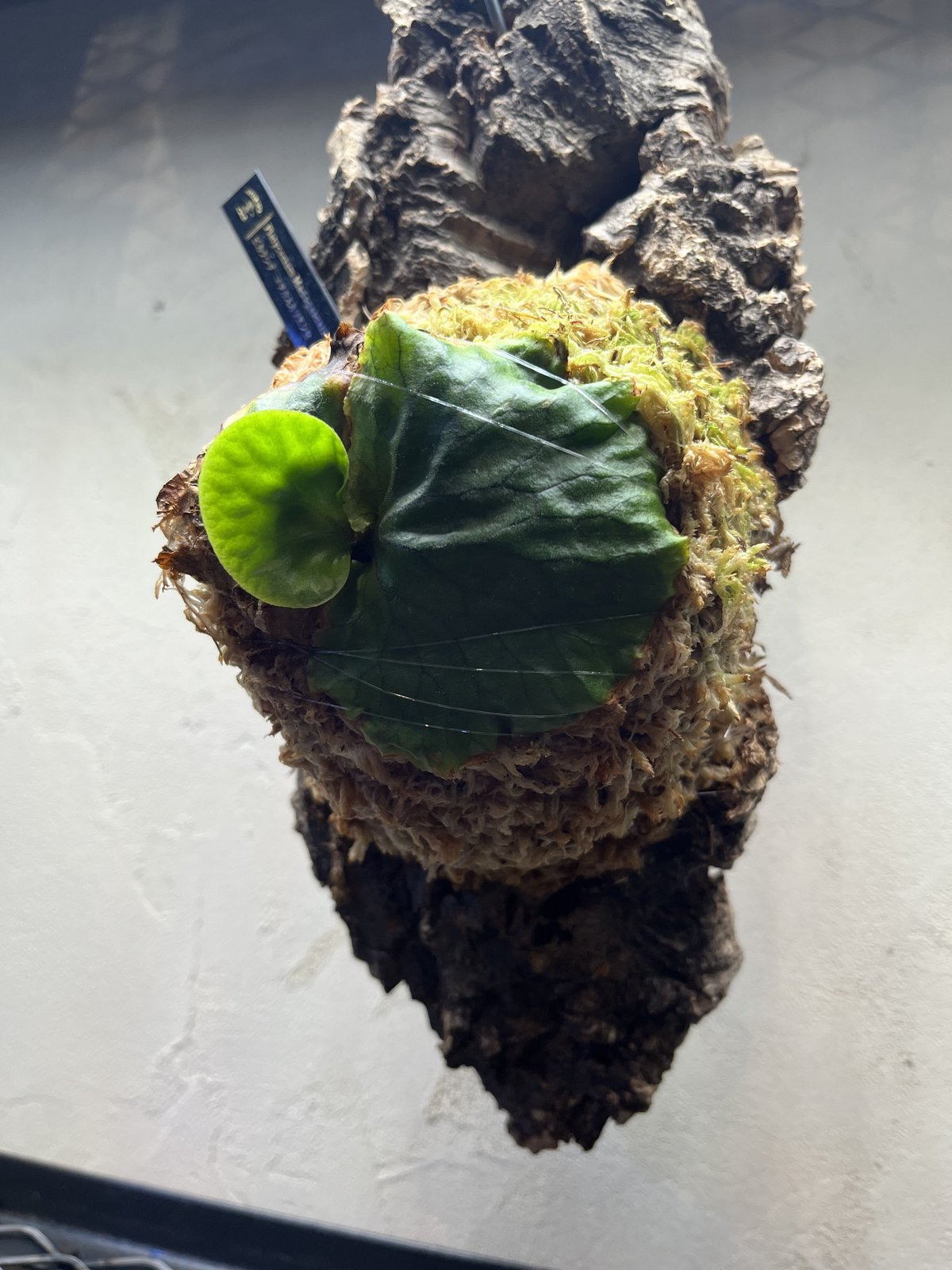 ビカクシダ マダガスカリエンセ | GREEN LUCK