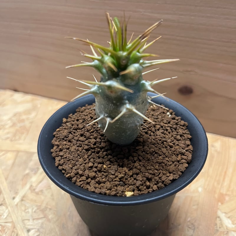 パキポディウム アンボンゲンセ パキポディウム アンボンゲンセ | hanayoshi-botanical