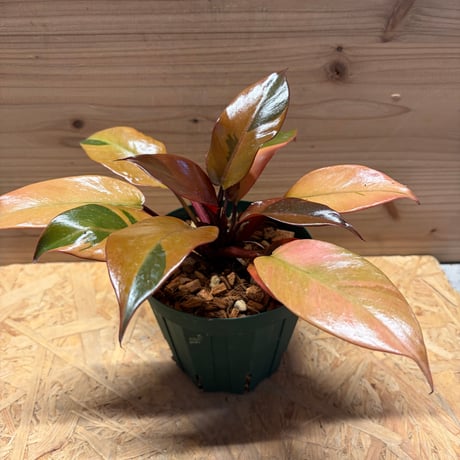 フィロデンドロン | STORES