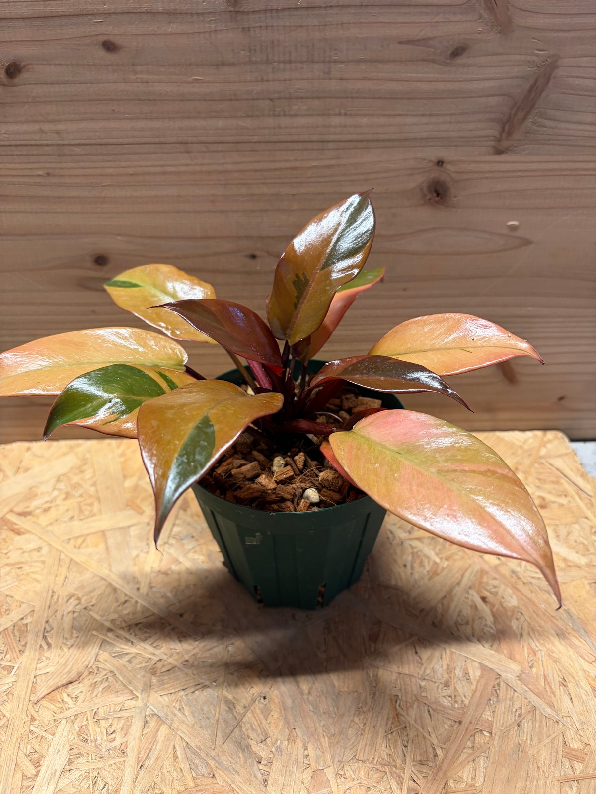 フィロデンドロン　ブラックカーディナル斑入 フィロデンドロン ブラックカーディナル 斑入り | GREEN LUCK