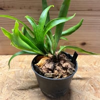 【トップカット苗】ラフィドフォラ テトラスペルマ ホワイトモンスター　HWM00 トップカット苗】ラフィドフォラ テトラスペルマ ホワイト