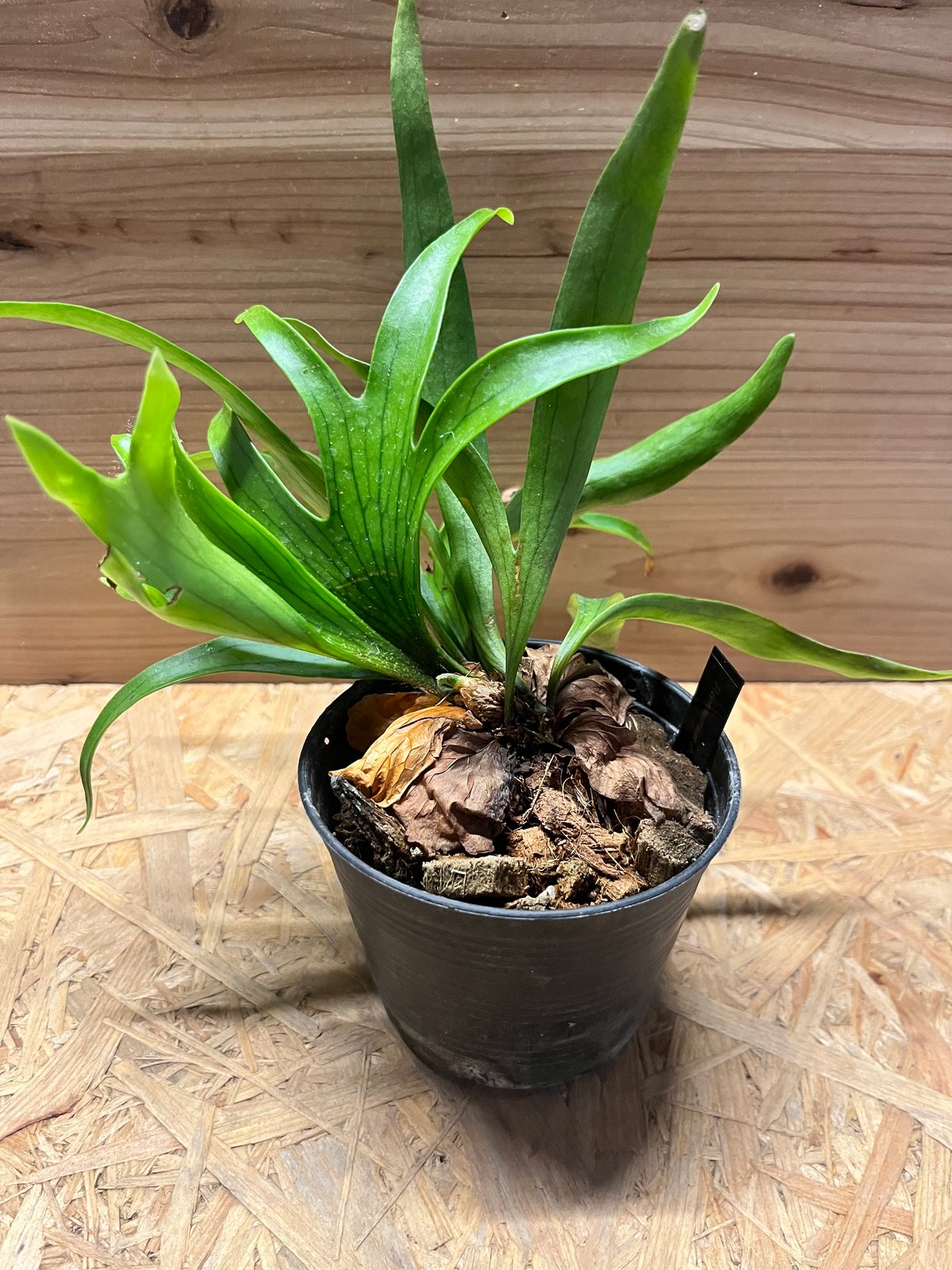 ビカクシダ コロナリウム 特大株 ビカクシダ コロナリウム〔Tonkla