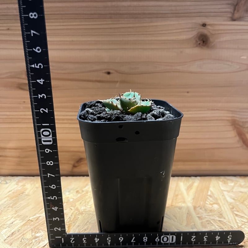 アガベ チタノタ チャム | GREEN LUCK