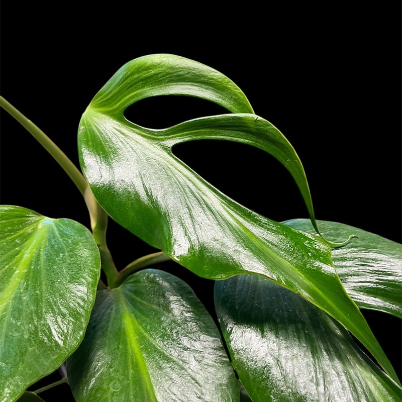 モンステラ バールマルクスフレーム | GREEN LUCK