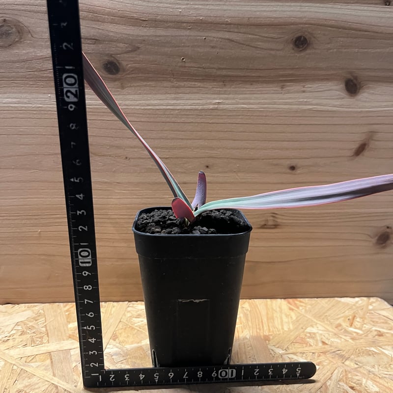 ウェルウィッチア ミラビリス 奇想天外 | GREEN LUCK