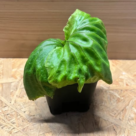 hide3060さま専用　nadare ビカクシダ Select!! | artPLANTs （アートプランツ）