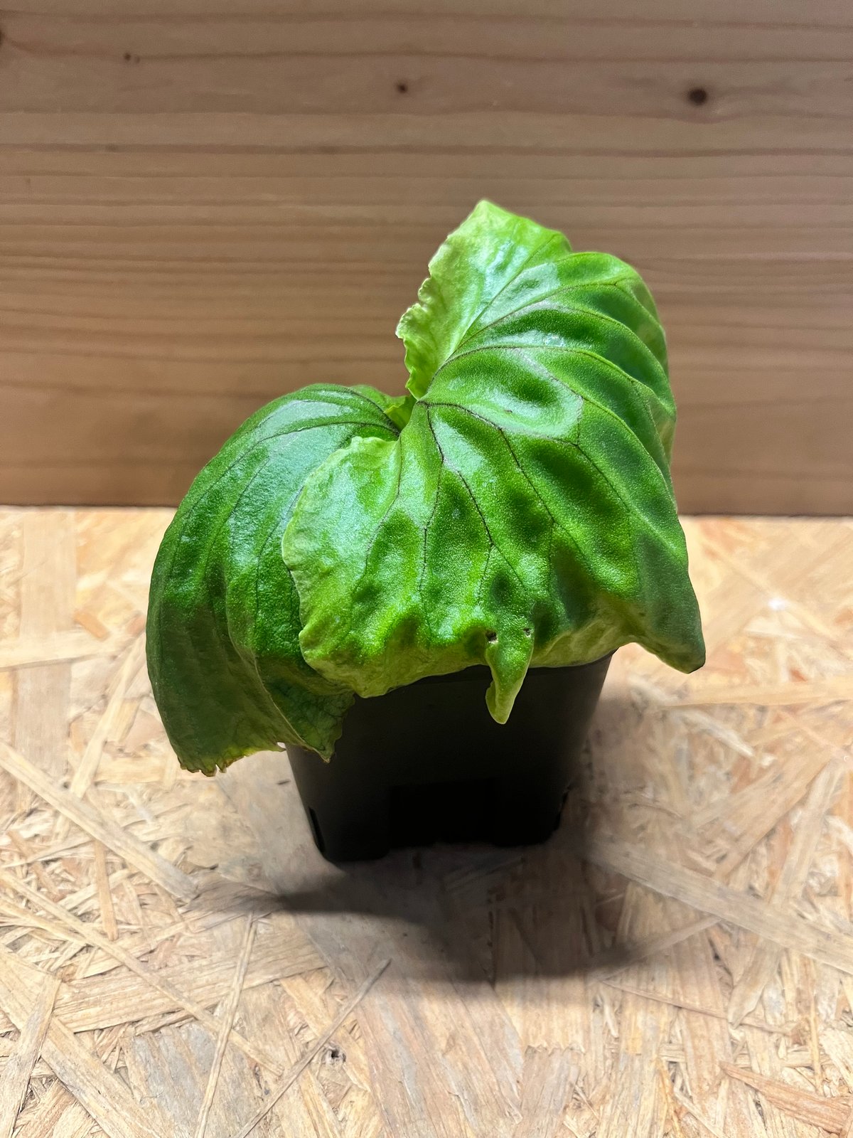 ビカクシダ マダガスカリエンセ | GREEN LUCK