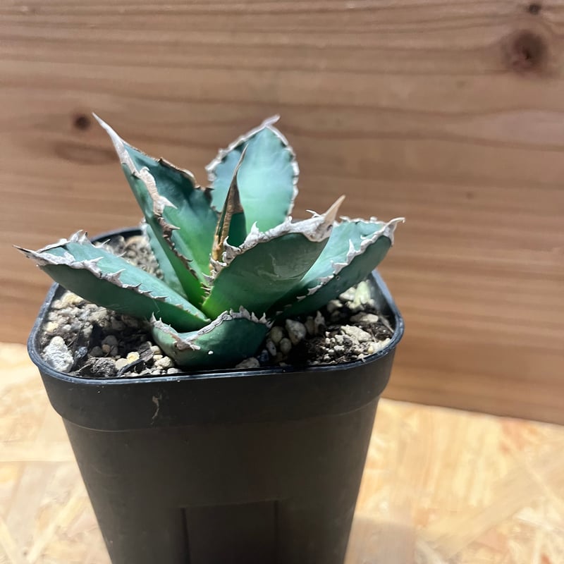 アガベ チタノタ '浪人' | GREEN LUCK