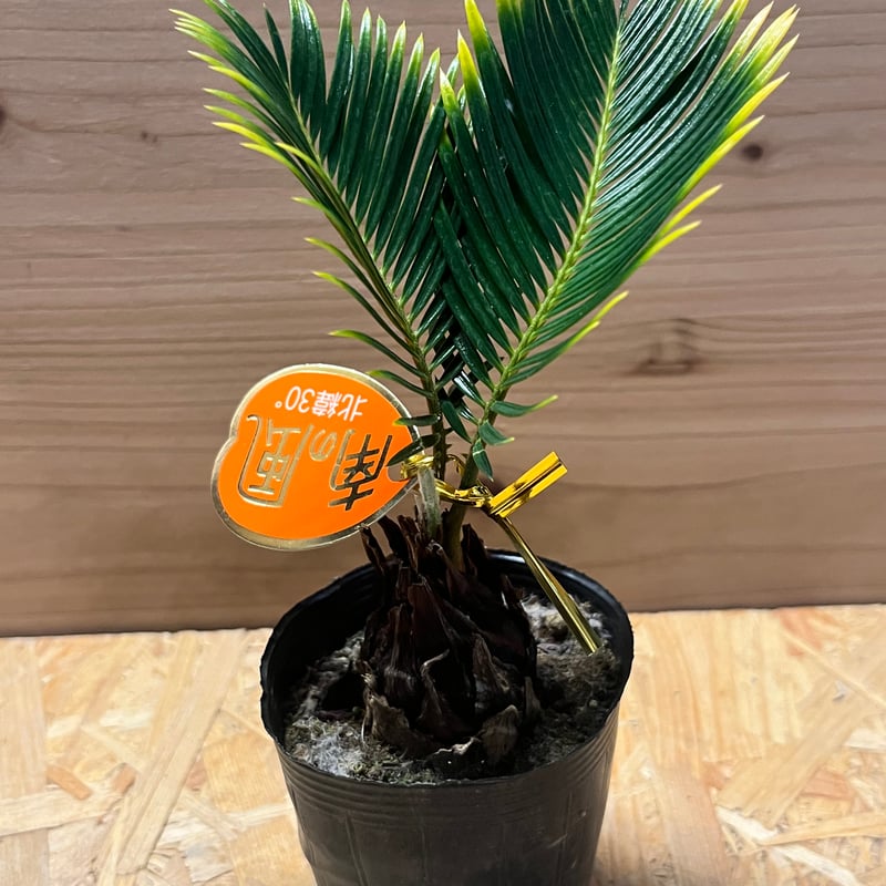 金環蘇鉄 金冠蘇鉄 金環ソテツ ソテツ キンカンソテツ 金冠ソテツ