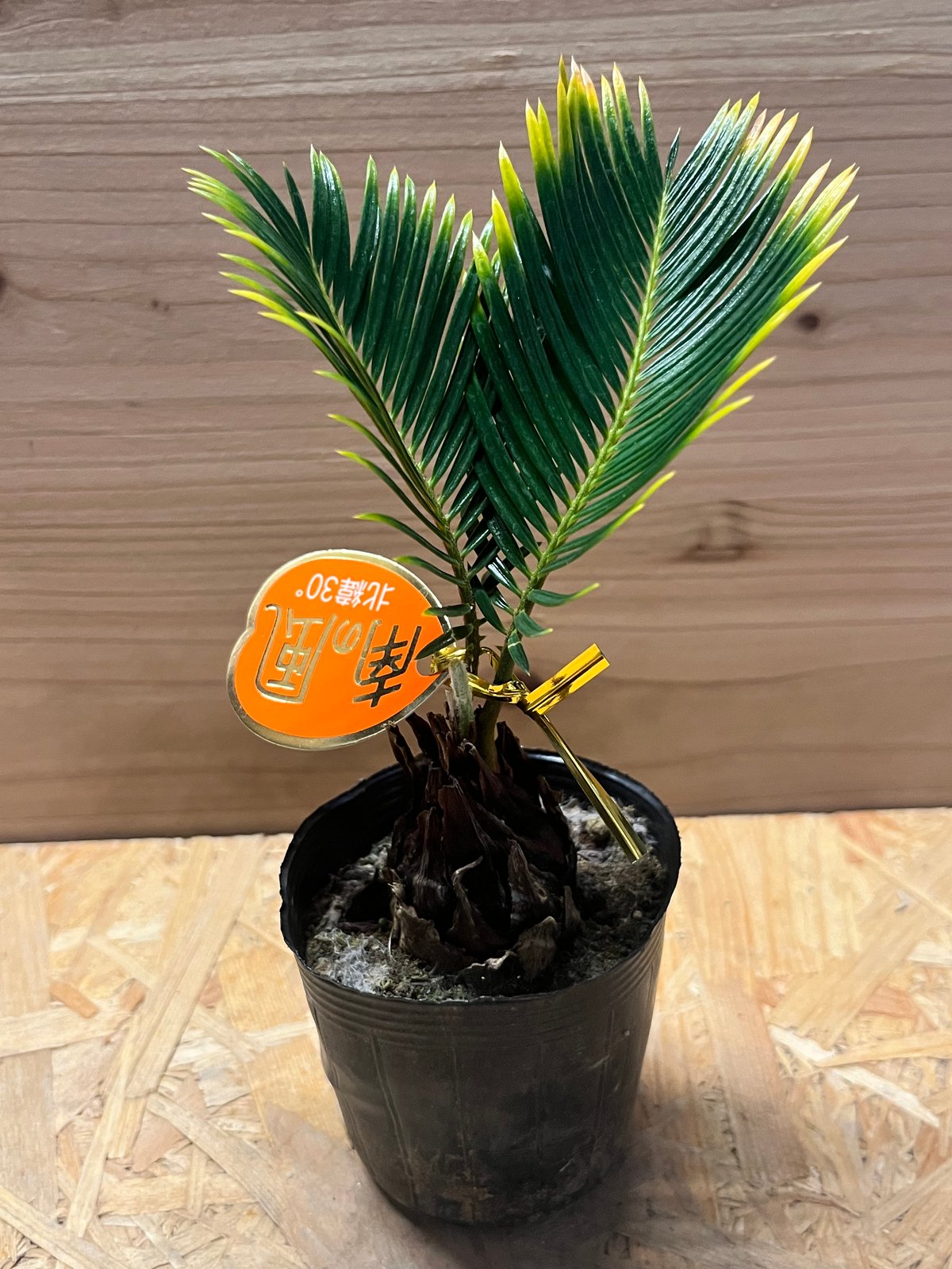 斑入りソテツ / 蘇轍 サイカス 沖縄産 黄金ソテツ 金環ソテツ 極希少