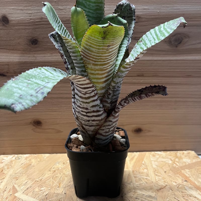 ネオレゲリア ロレナレクター