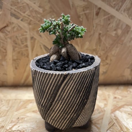 STORES 塊根植物の検索結果