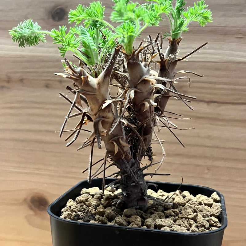 ペラルゴニウム ヒルツム | GREEN LUCK