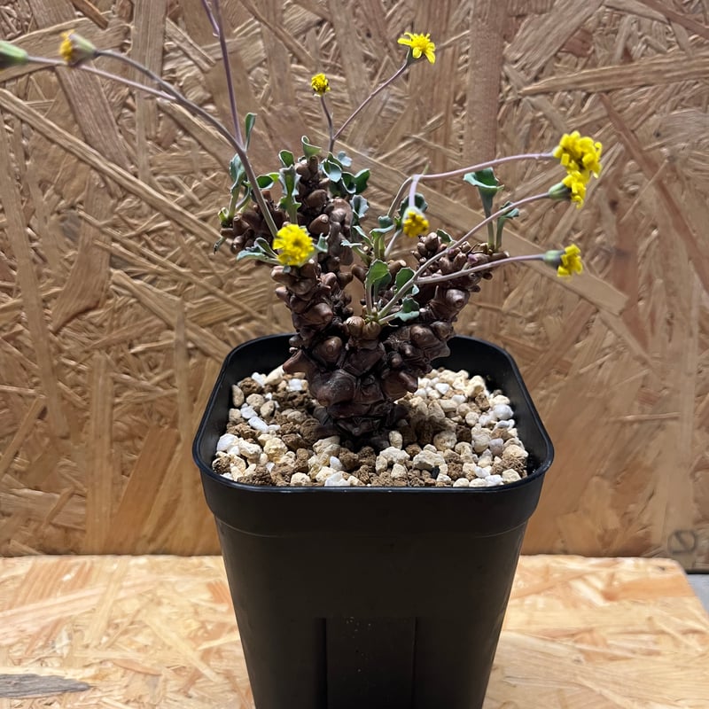 オトンナ・ヘレー 冬型塊根植物「オトンナ・ヘレー」（蛮鬼塔）の成長記録＆育て方※更新