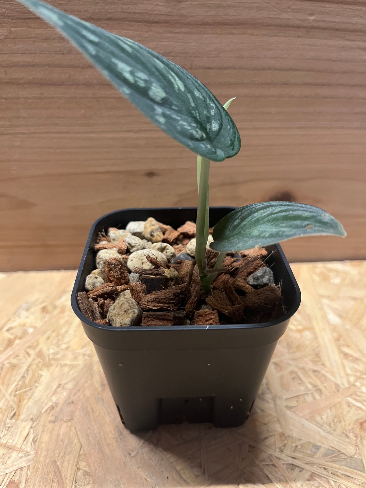 激レア　スキンダプサス　プラブ　Prabu 激レア スキンダプサス プラブ Prabu 激レア スキンダプサス プラブ Prabu