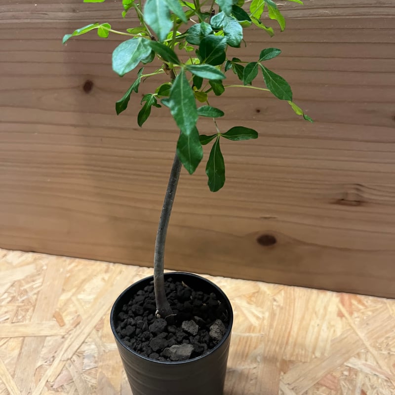 コミフォラ アフリカーナ | GREEN LUCK