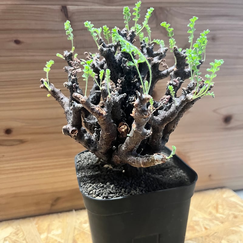 ペラルゴニウム アルテルナンス | GREEN LUCK