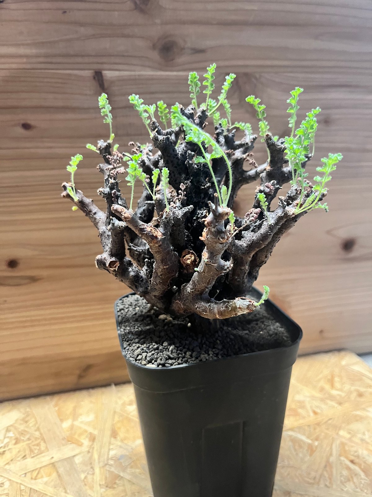 ペラルゴニウム アルテルナンス | GREEN LUCK