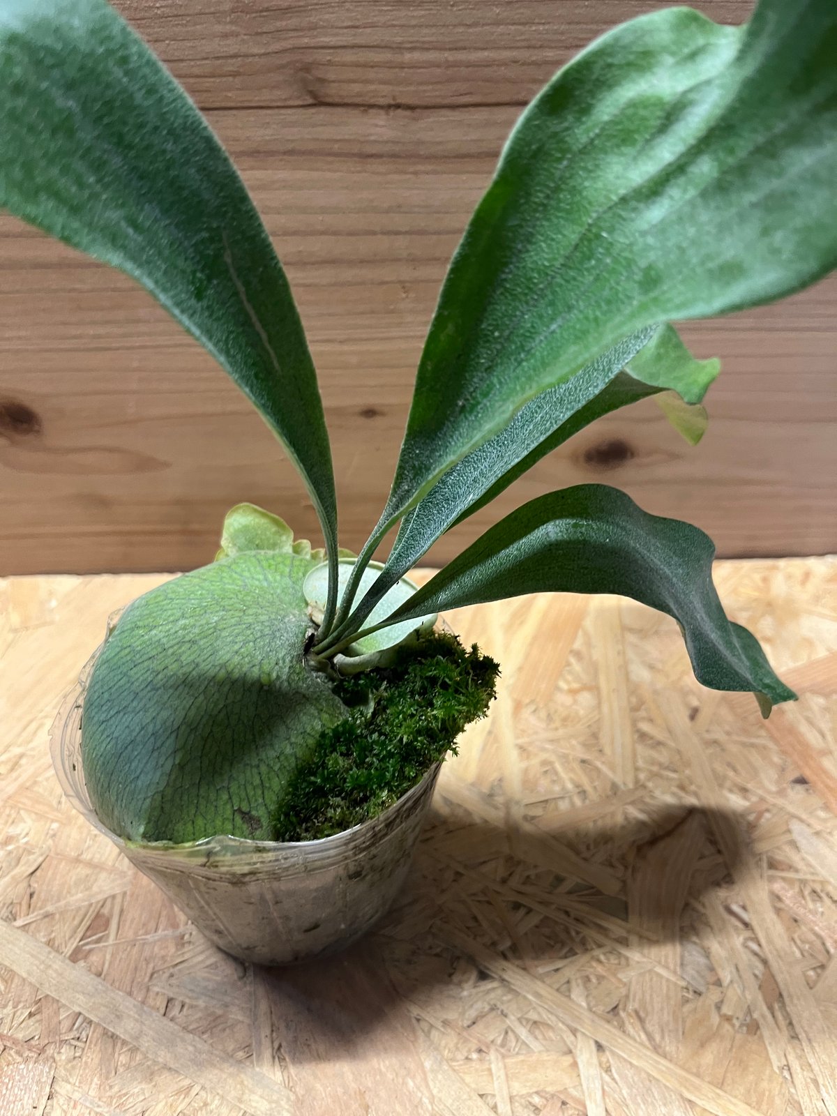 ビカクシダ 雷神 | GREEN LUCK