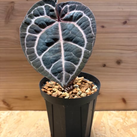 アンスリウム | STORES