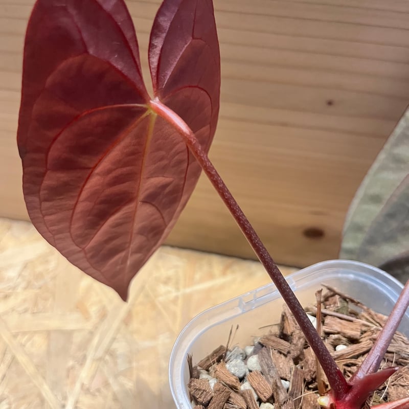 アンスリウム パピリラミナム×レッドダークフェニックス | GREEN LUCK