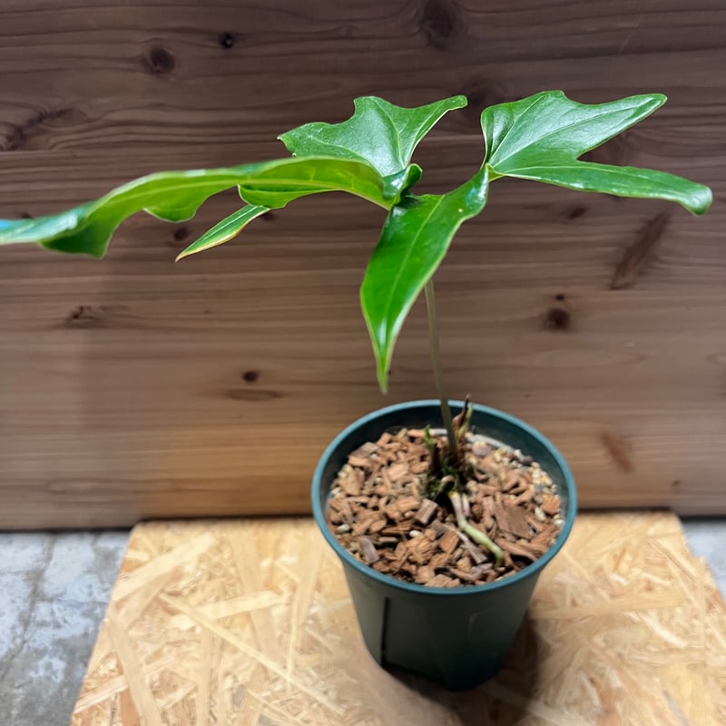 アンスリウム ペダツム | GREEN LUCK