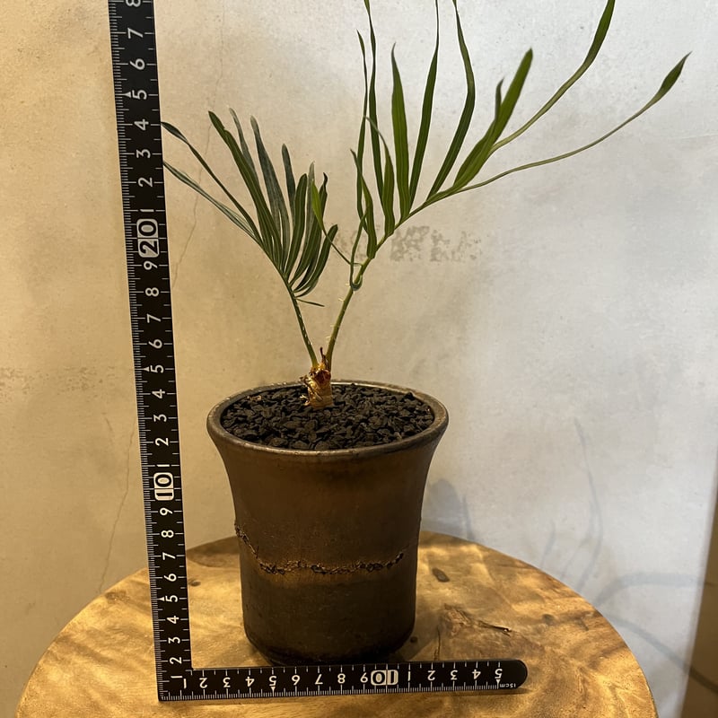 サイカス カイルンシアナ | GREEN LUCK