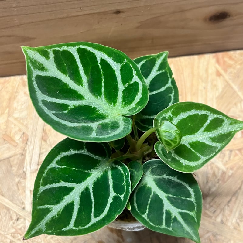 アンスリウム ドラヤキ | GREEN LUCK