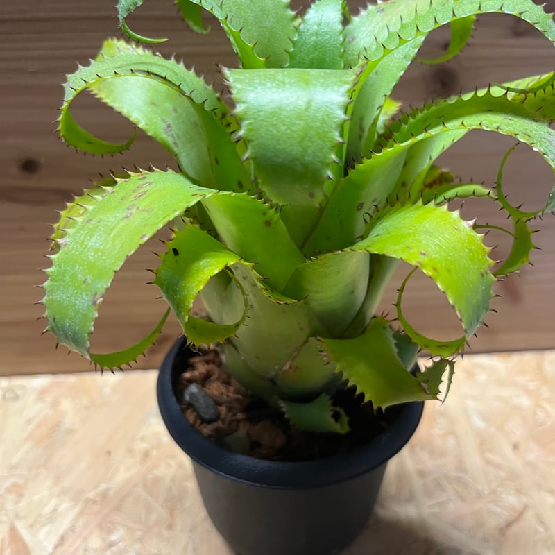 ブロメリア・エアープランツ Neoregelia Mooreana Neoregelia mooreana(ネオレゲリア ムーレアナ) | ~龍の巣窟~