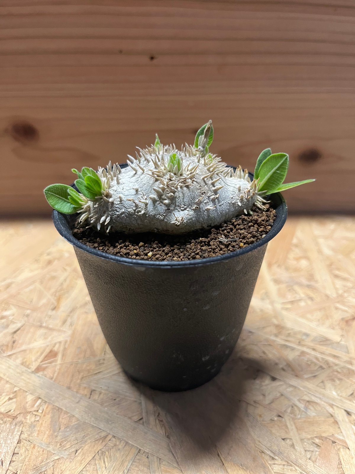 パキポディウム 恵比寿笑い Pachypodium brevicaule ④ パキポディウム 恵比寿笑い | GREEN LUCK