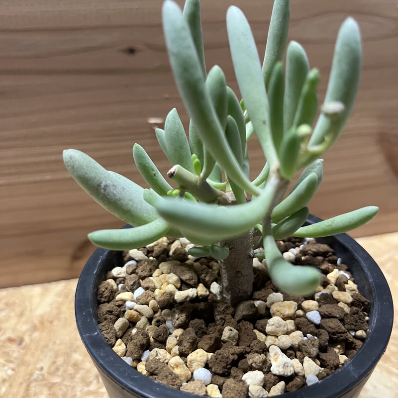 オトンナ クラビフォリア | GREEN LUCK