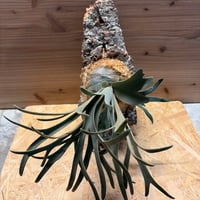 ビルベルギア スローポーク | GREEN LUCK