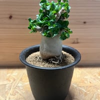 オペルクリカリア パキプス 現地株 発根済み | GREEN LUCK