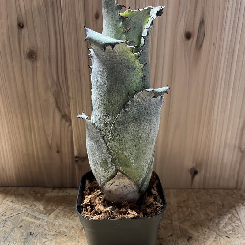 ホヘンベルギア サンドラズマウンテン | GREEN LUCK