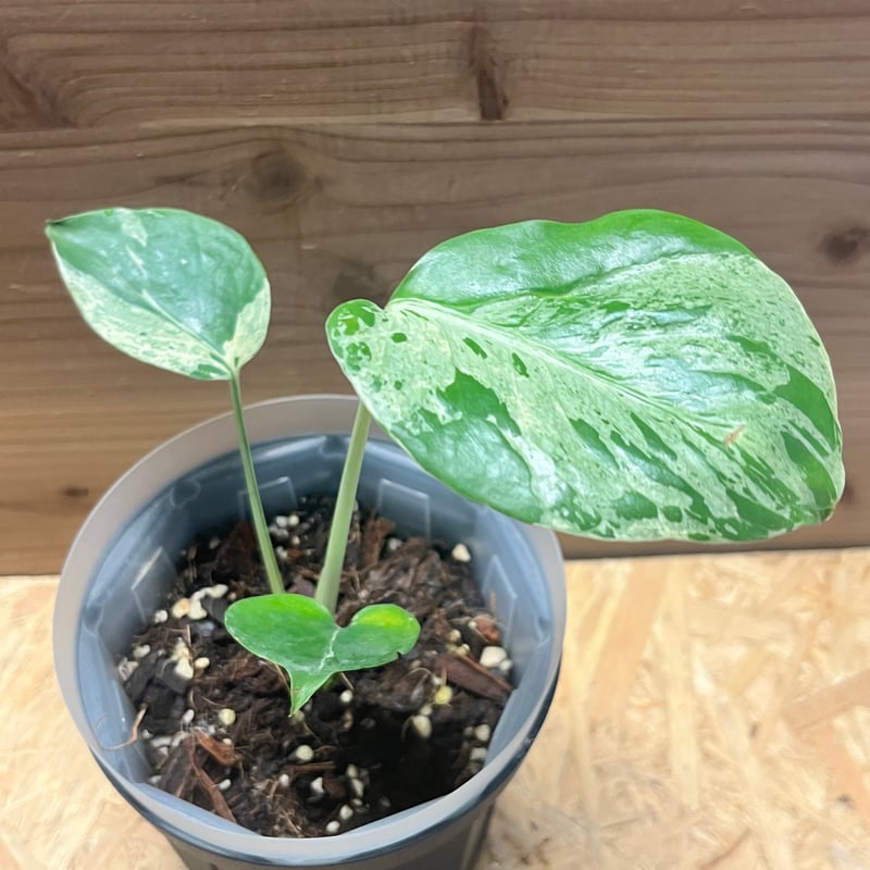 希少 モンステラ バルバソウ ベトシオーサ mqdefault.jpg