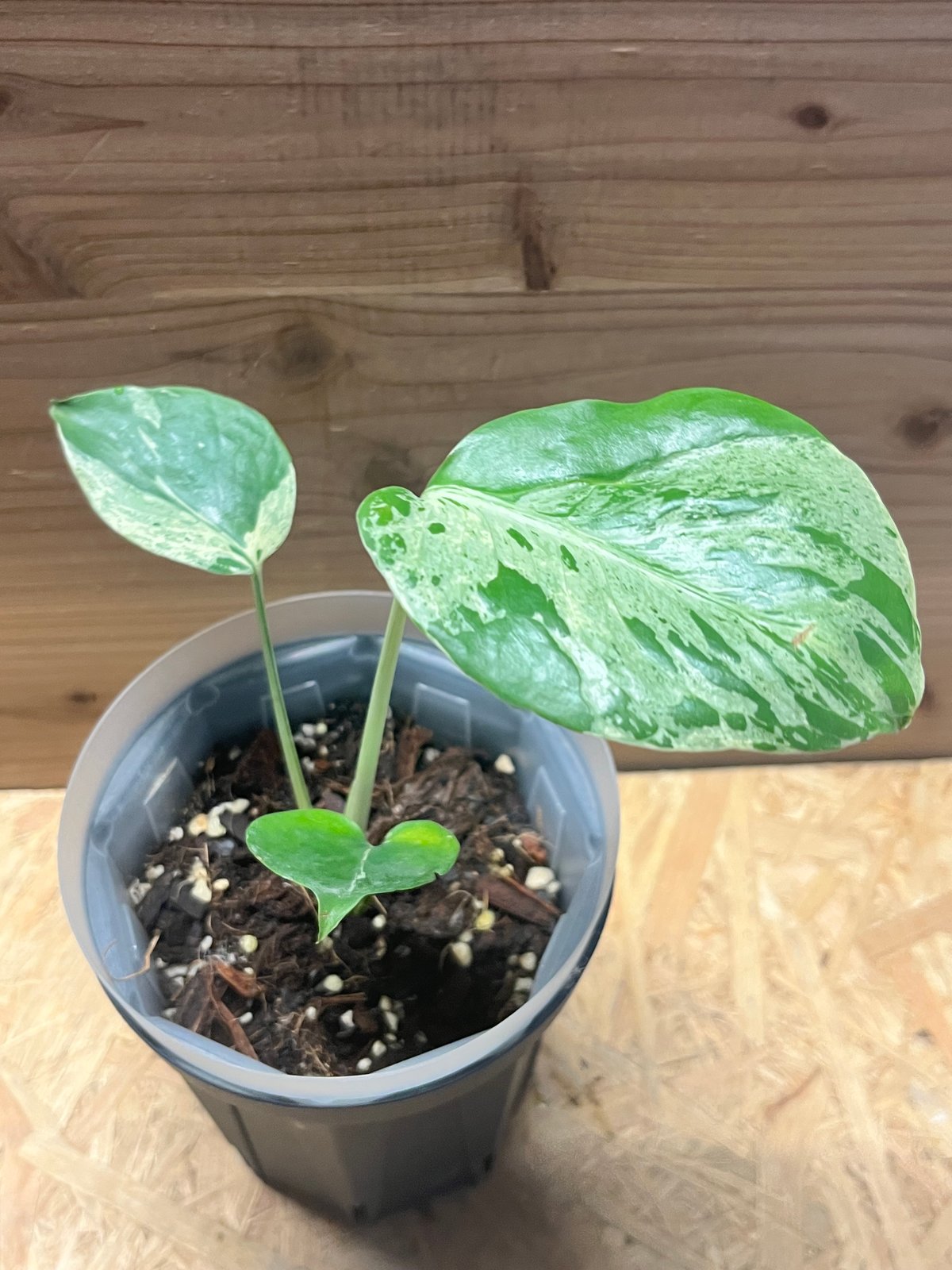 【レア】モンステラ デリシオーサ バルバソー モンステラ デリシオーサ 'バルバソー' | GREEN LUCK