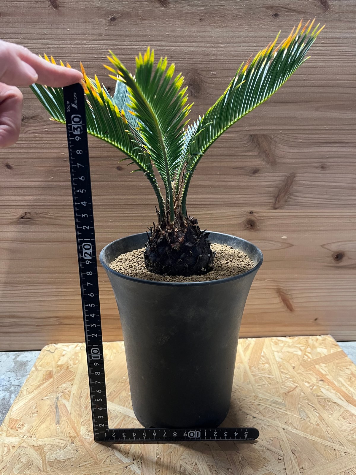 金環ソテツ、ソテツ、希少、奄美大島産。配達費コミコミ(埼玉県近辺)