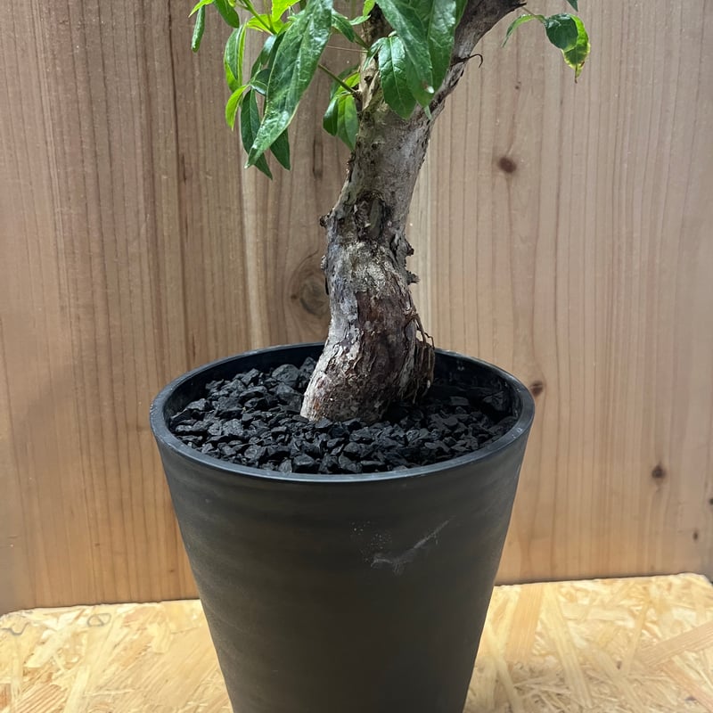 コミフォラ　ミルドブラエティ　現地株 園芸ネット本店｜コミフォラ：ミルドブラエディ 2.5号鉢植え の通販