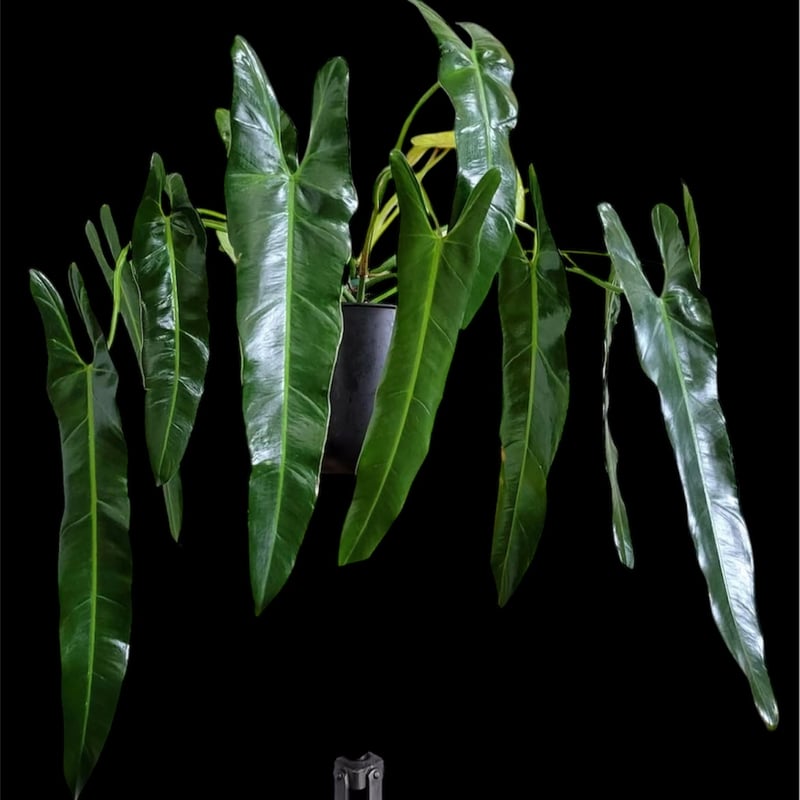 フィロデンドロン スピリタスサンクチ | GREEN LUCK