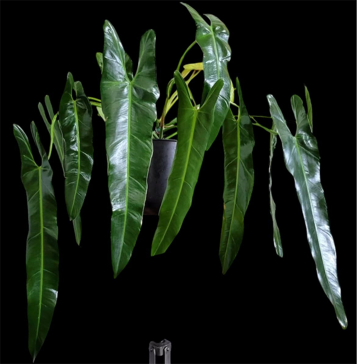 フィロデンドロン スピリタスサンクチ | GREEN LUCK