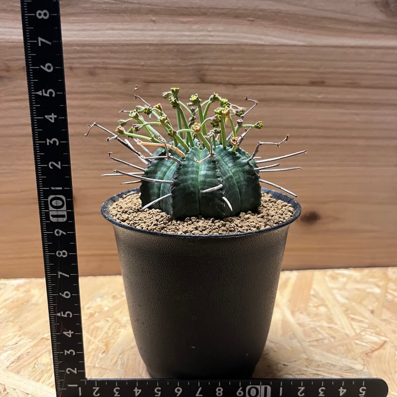 ユーフォルビア スーパーバリダ 雄株 | GREEN LUCK