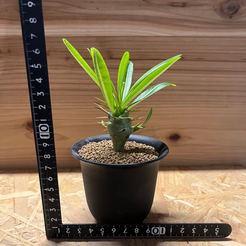 パキポディウム アンボンゲンセ | GREEN LUCK