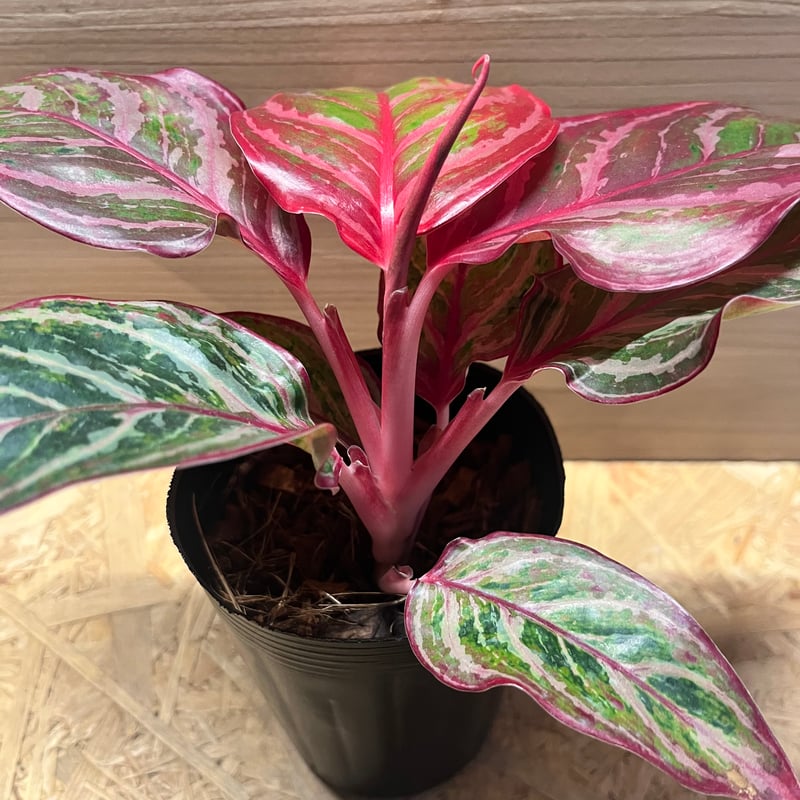 アグラオネマ 'レッドエメラルドドラゴン' | GREEN LUCK