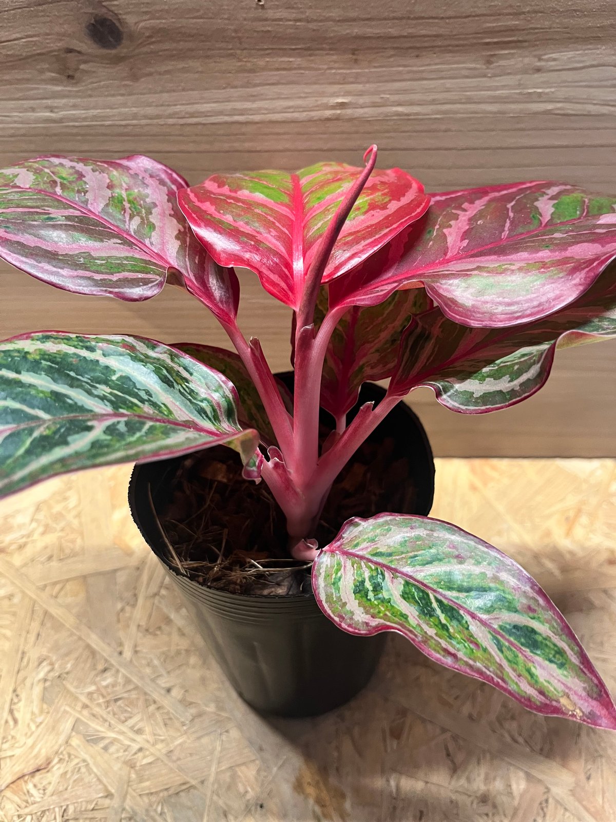 アグラオネマ 'レッドエメラルドドラゴン' | GREEN LUCK