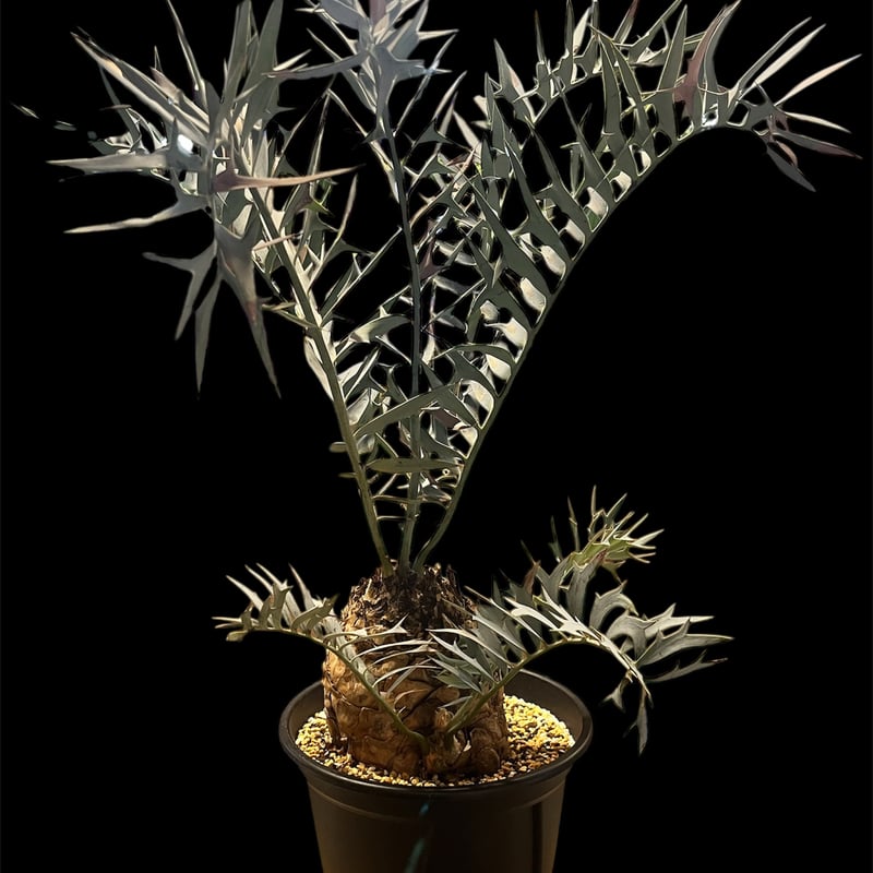 【南アフリカ産】エンセファラルトス ホリダス 国内フラッシュ済み 南アフリカ産】エンセファラルトス ホリダス 国内フラッシュ済み