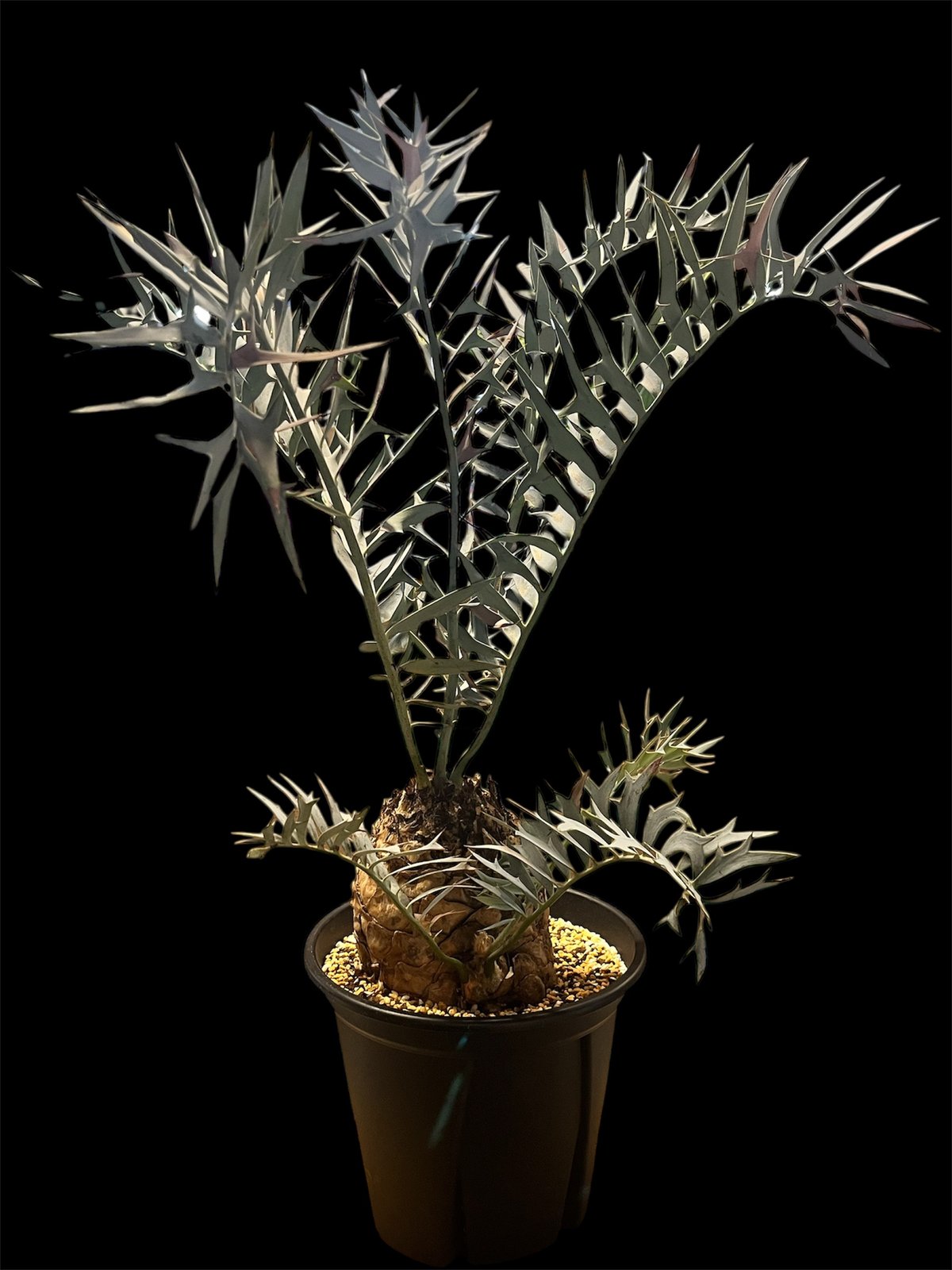 エンセファラルトス　ホリダス　ソテツ　南アフリカ エンセファラルトス ホリダス 超希少な南アフリカ原産のソテツ。 絶滅