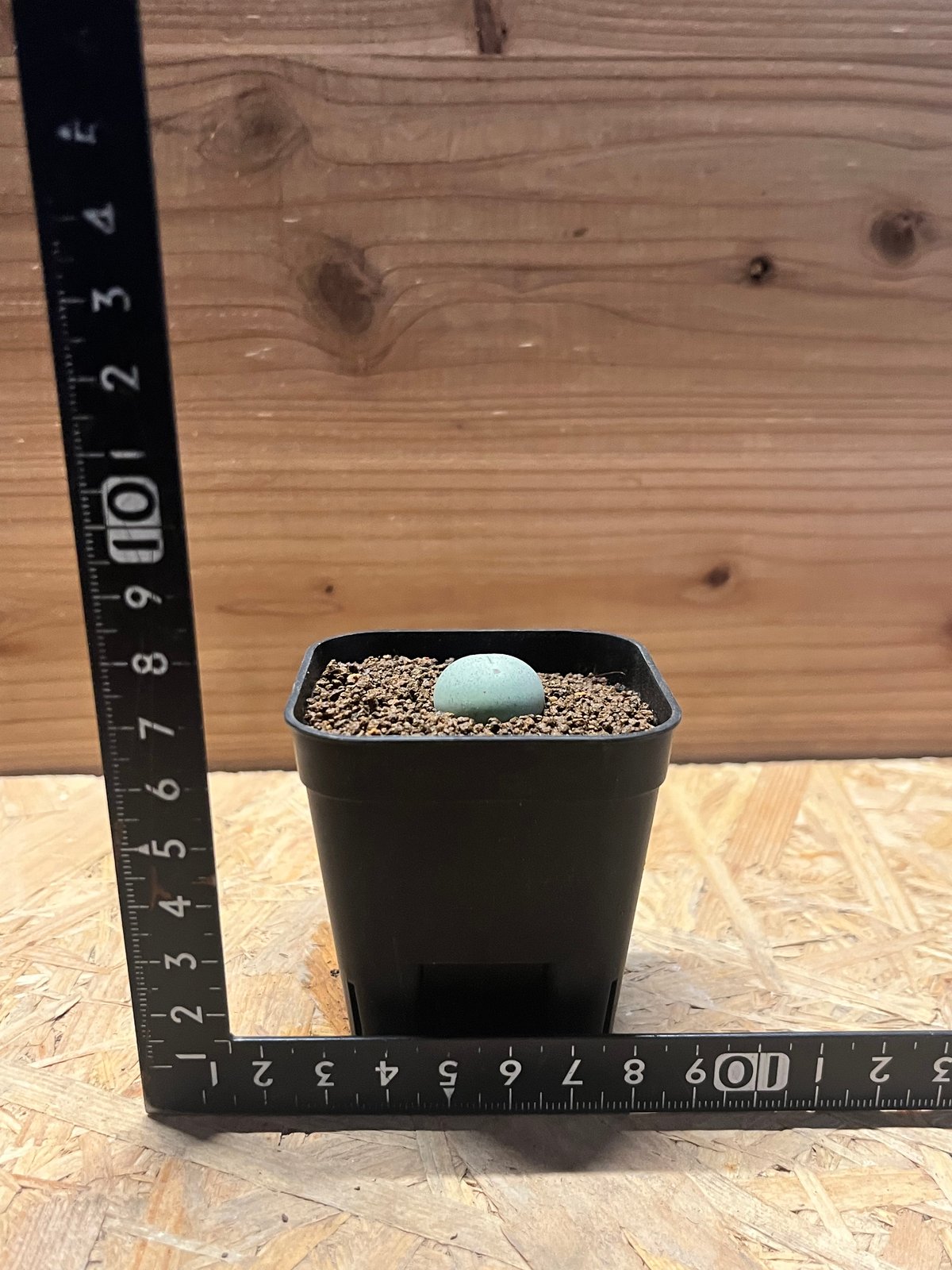 コノフィツム カルキュルス | GREEN LUCK