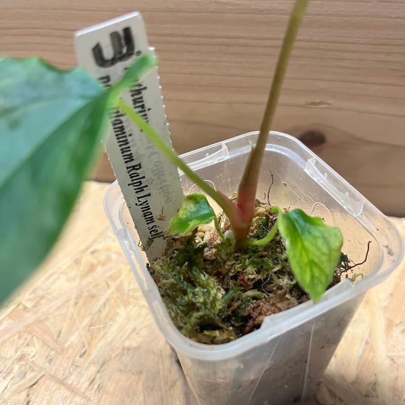 アンスリウム パピリラミナム ラルフライナム | GREEN LUCK