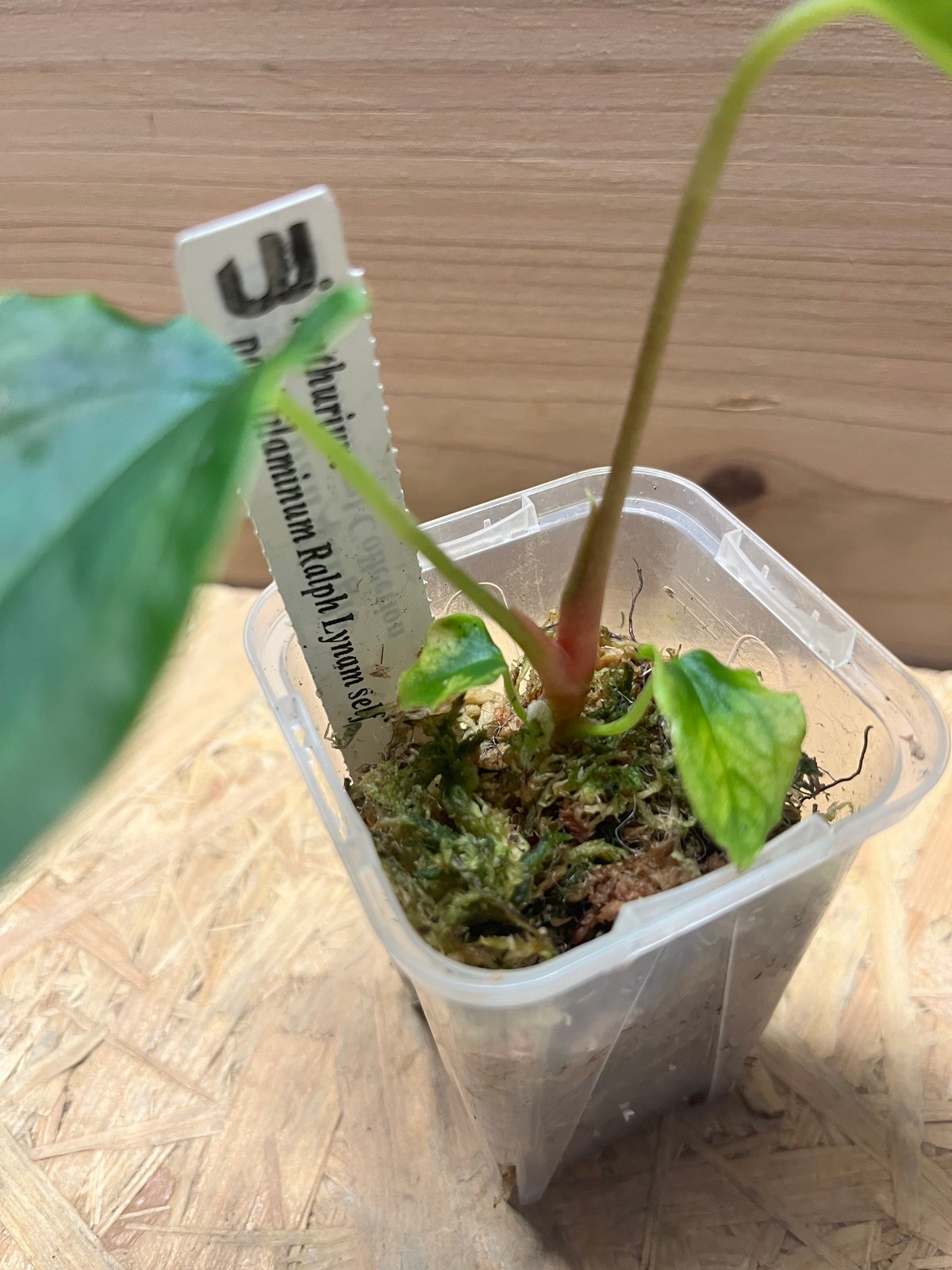 アンスリウム パピリラミナム ラルフライナム | GREEN LUCK